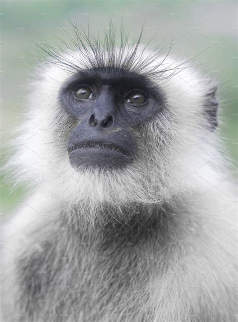 Indian Monkey (With images) | Indian monkey, Indian animals, Indian