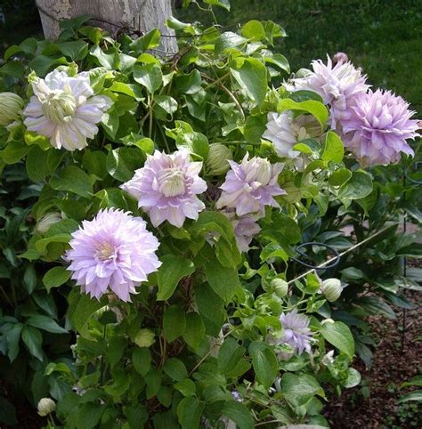 We did not find results for: Clematis 'Belle of Woking' - plamienok | SlovenskeTrvalky.sk