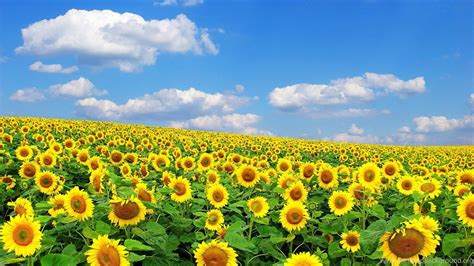 Hd Sunflowers Wallpapers ~ Top Best Hd Wallpapers For