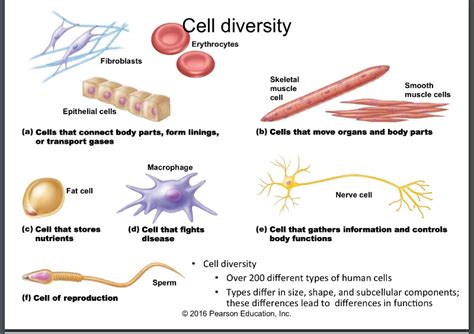List the characteristics originally used to 1. Print USC Bridge 2.1 cells: the living units flashcards ...