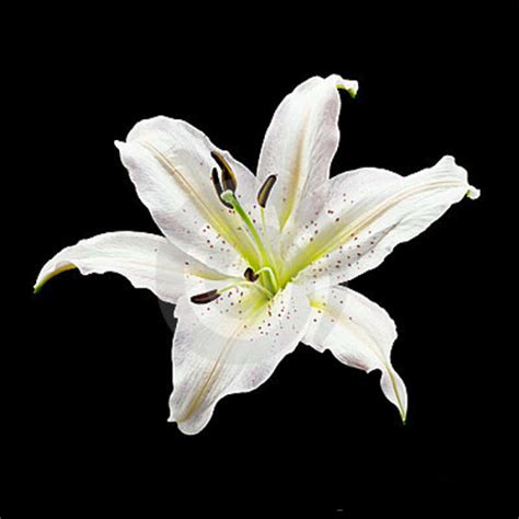 White Lily Flower Lilium Flower Indian Lilly लिली का फूल In