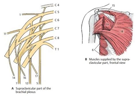 Supraclavicular Part Peripheral Nerves