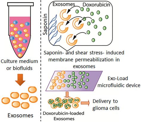 Drug Loading Into Exosomes By Exo Load Schematic Representation Of The