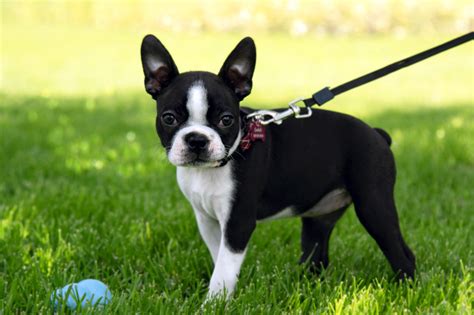 Boston Terriers Ears When Do They Stand Up