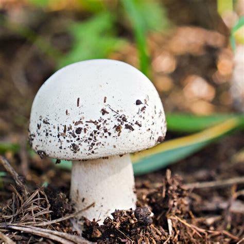 Button Mushroom White Agaricus Bisporusl Pure Culture For Organic
