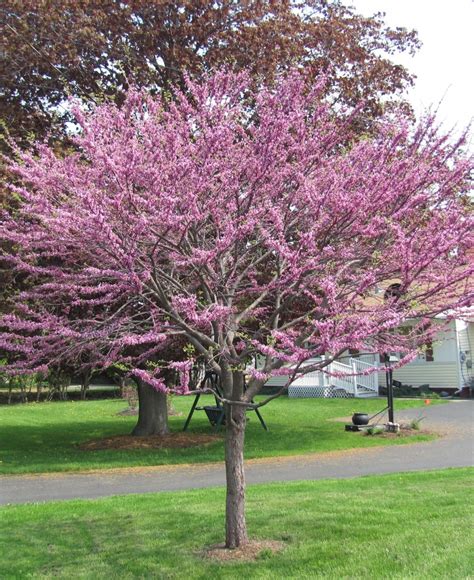 Redbud Tree Gardenland Usa Improve Your Environment