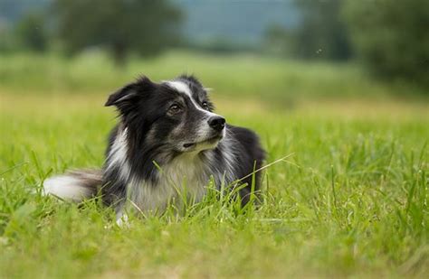 Border Collie Health Problems And Issues Canna Pet