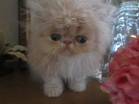 Offering exquisite kittens for you to adore! Adorable CFA Persian Kittens for Sale in Portland, Oregon ...