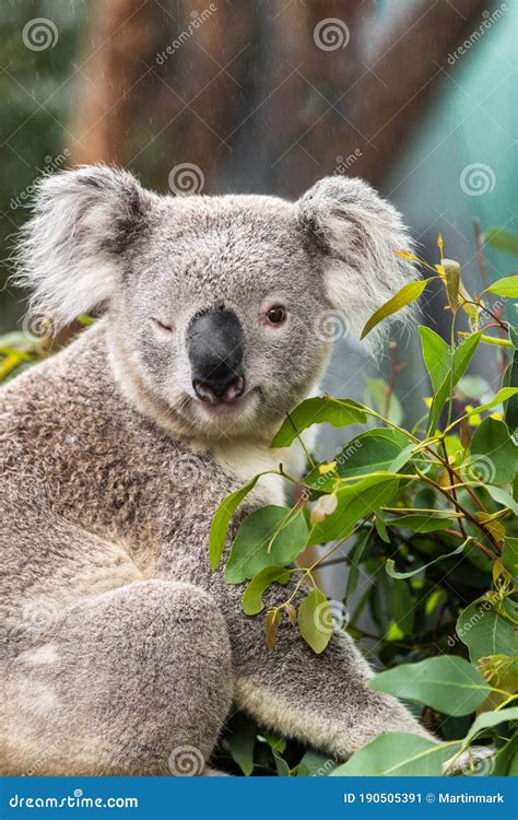 Funny Koala Animal Winking Blinking Cute Wink At Camera At Sydney Zoo