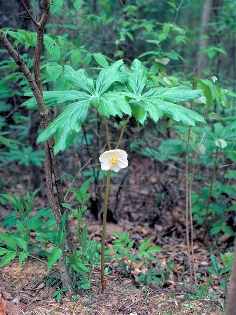 Ironwood is considered one of illinois' toughest native hardwoods and is not only ornamental but resistant to many disease and insect problems. 29 best images about Native Perennials - Wisconsin on ...