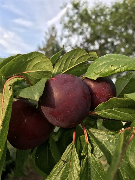 nadia sweet cherry x plum hybrid general fruit growing growing fruit