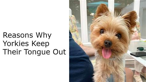 Why Do Yorkies Stick Out Their Tongue