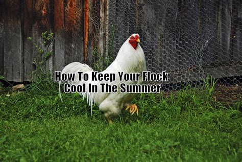Keeping the car cool while it's parked. How To Keep Your Flock Cool In The Summer! — Types of Chicken