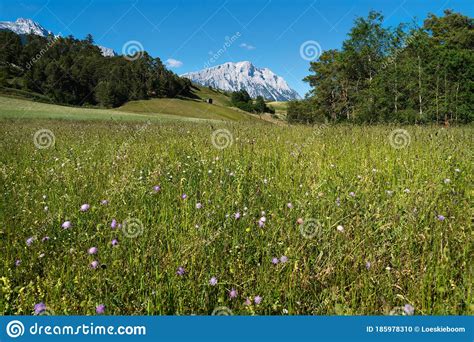 Austrian Summer Countryside With Flower Meadow Evergreen Forest And