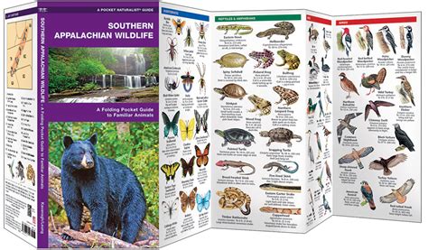 Southern Appalachian Wildlife Pocket Naturalist Guide