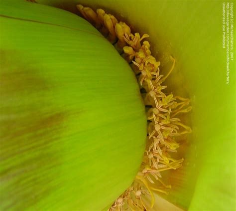 Plantfiles Pictures Ensete False Banana Red Abyssinian Banana Wild