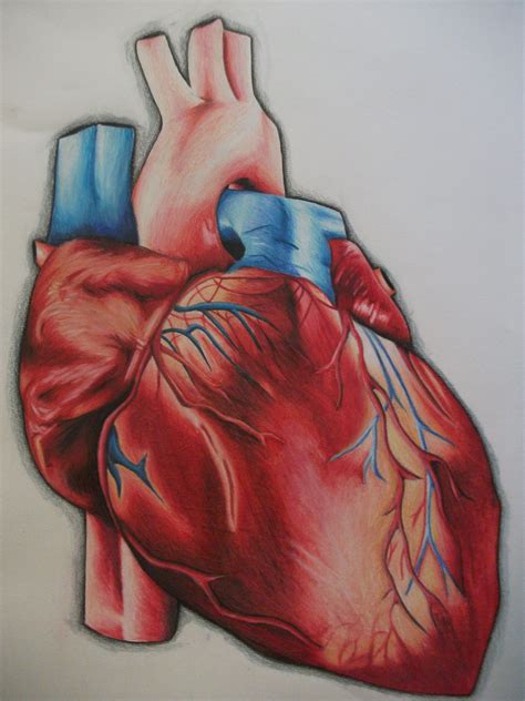 Color Pencil Human Heart Human Heart Drawing Heart Drawing Drawings