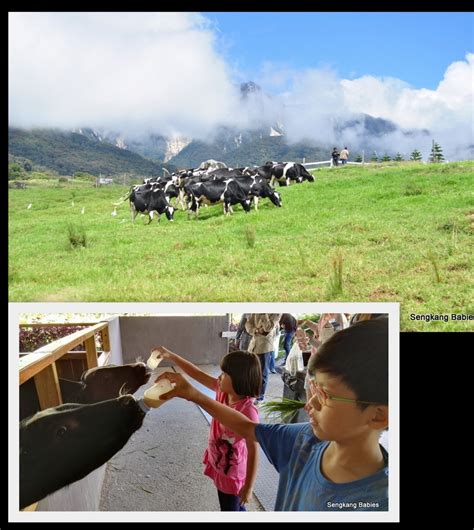 Desa dairy farm wishes everyone a happy chinese new year. Sabah family itinerary - Sengkang Babies