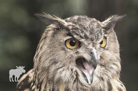 What Does It Mean When An Owl Hoots — Forest Wildlife
