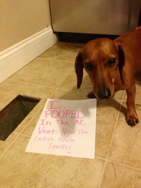 Dog 15 Absolutely Hilarious Dogshaming Signs Asiaknitters