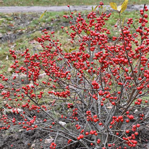 Ilex Verticillata Red Sprite Horsford Gardens And Nursery