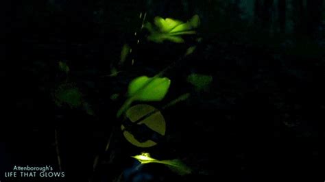 Firefly Glowing  By Bbc Earth Find And Share On Giphy