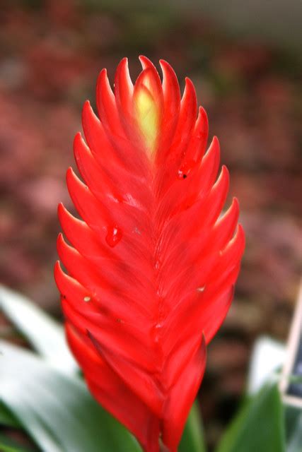 Phoenix Flower Flickr Photo Sharing