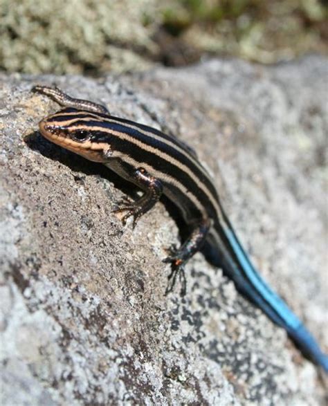 In South Western Ontario Five Lined Skinks Are Lizard Reptiles