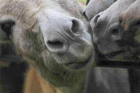 Donkey Kisses Photograph By Martha Bennett