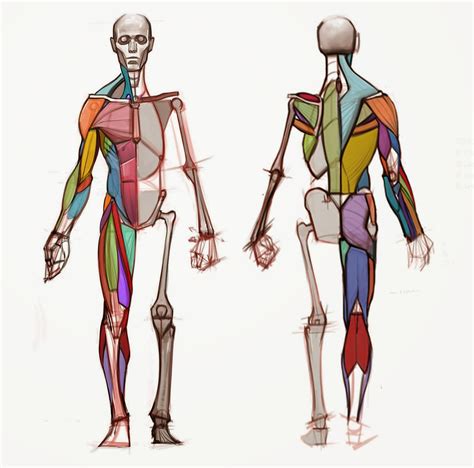 Woo, here's the ones for the anterior and posterior torso! figuredrawing.info news: Road Map