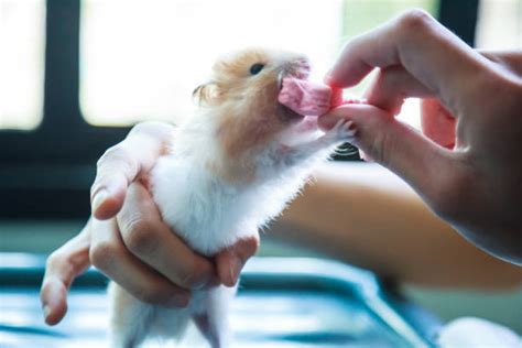 Is A Hamster The Right Pet For You Hamster Care Guide