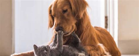 Pet express is sri lanka's most trusted international pet travel company for pets travelling from sri wherever you are in the world, if you need help transporting your pet either to or from colombo, sri. Profender Cat Wormer Without Vet Prescription | World Pet ...