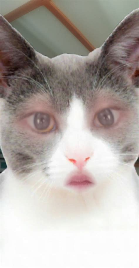 Get A Cat Face Filter On Snapchat Thats Super Realistic