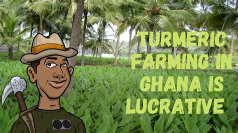 TURMERIC FARMING IN GHANA NEW UPDATE YouTube