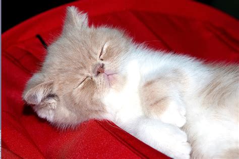 Фотография Котята Кошки спящий Животные