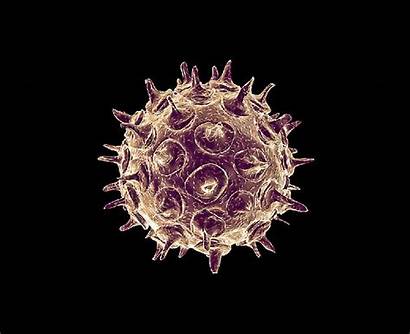 Virus Zoster Varicella Pox Microscope Electron Chicken