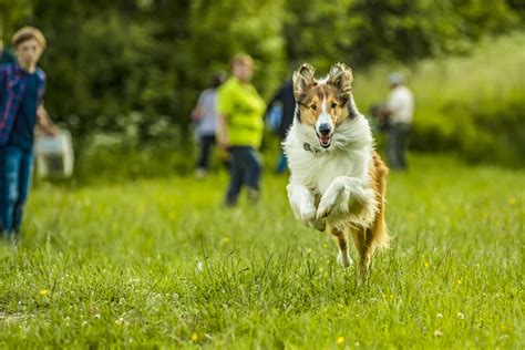 Imagini Lassie Come Home 2020 Imagini Lassie Se întoarce Acasă