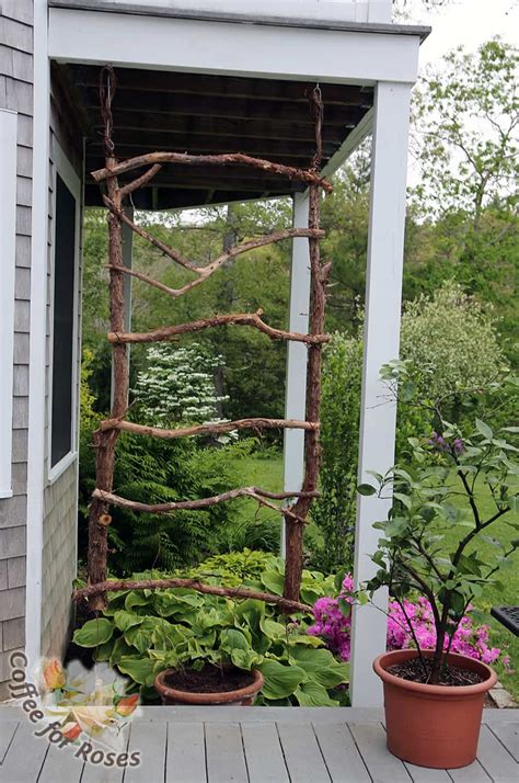 Make A Rustic Trellis For Annual Vines Coffee For Roses