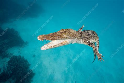 Saltwater Crocodile Stock Image C0317441 Science Photo Library