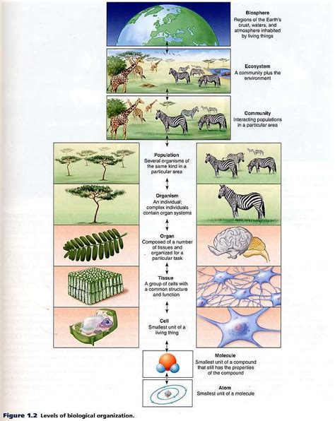 Regular Bio Lifes Levels Of Organization Teaching Biology Biology