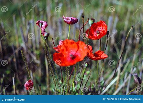 Single Wild Red Corn Poppy Flower Blossom In The Spring Stock Image