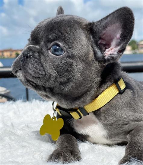 Akc Reg French Bulldog Puppies For Sale Tallahassee Fl