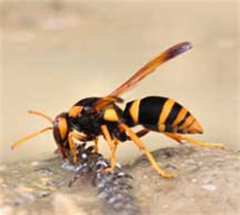 They are burroughing in our mulch, beside the sidewalk in northern when i was a child, the large black wasps or hornets looked like deadly flying shrimp to me, with legs handing down. Update: Giant Australian Potter Wasps??? Potter Wasps ...