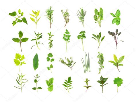Large Herb Leaf Selection — Stock Photo © Marilyna 2084135