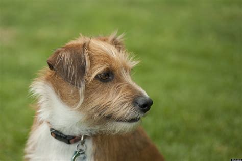 Mixed Breed Dog Adoption Reasons To Love A Mutt Huffpost