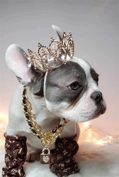 Silver Color Crown For Dog Or Cat Princess Dog Crown Etsy