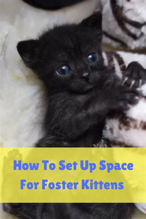 Malnutrition can be an issue when the mother cat may not be. How Soon Can Kittens Leave Their Mother