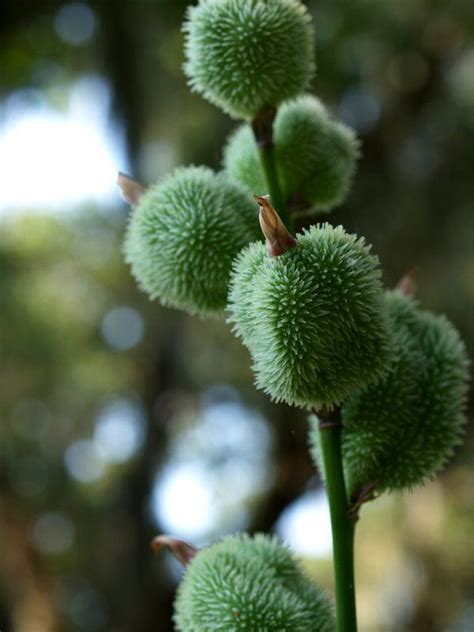 Join our friendly community that shares tips and ideas for gardens, along with seeds and plants. Pods by ~Glamourpuss15 Brookgreen Gardens. Via Doug ...