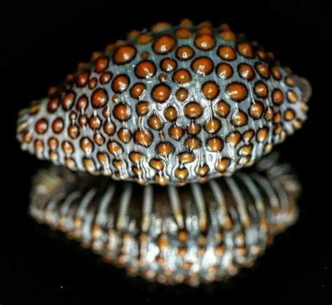 Pin By Amine Mastor On Coquillages Sea Shells Shells Nature