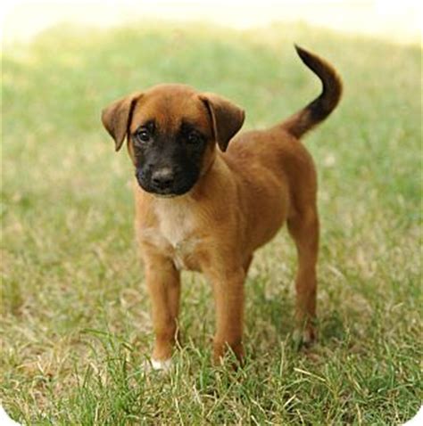 Boxer puppies for sale from a reputable breeder! Saphera | Adopted Puppy | Hollis, ME | Boxer Mix